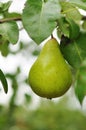 Pear on a branch