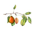 Pear branch