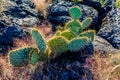 A Pear Cactus in the Valley of Fire Lava Field in New Mexico Royalty Free Stock Photo