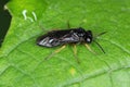 Pear and cherry slugs Caliroa cerasi is a f sawfly of the family Tenthredinidae. It is important pest of pear and