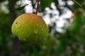 Pear drops of rain hanging on the tree. Dark background surface of green and wet pear after the rain Royalty Free Stock Photo