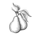 Pear engraving illustration