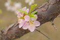 Pear flower