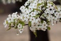 Pear flower in April Royalty Free Stock Photo