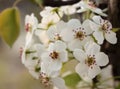 Pear flower in April Royalty Free Stock Photo