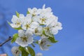 Pear flower in bloom Royalty Free Stock Photo