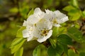 Flowering European wild pear tree white blossoms, spring season nature Royalty Free Stock Photo
