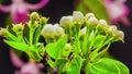 Pear Flower Blossoming Time Lapse