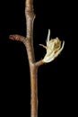 Pear flower bud