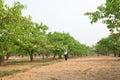 Pear flower festival