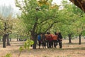 Pear flower festival