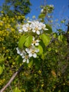 Pear flowers with bee fiori bianchi di pero con ape