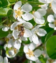 Pear flowers with bee fiori bianchi di pero con ape