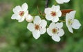 Pear flowers