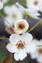 Pear flowers