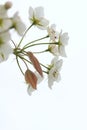 Pear flowers