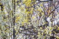 Pear flowers in spring