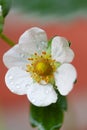 Pear flowers. Spring, nature wallpaper. Pear color in the garden. Blooming white flowers on the branches of a tree Royalty Free Stock Photo