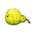 pear food sketch hand drawn vector Royalty Free Stock Photo