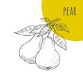 Pear freehand pencil drawn sketch
