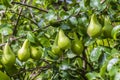 Pear Fruit Crop almost ready for picking