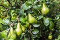 Pear Fruit Crop almost ready for picking