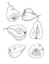 Pear Fruit Hand Draw Vintage Clip Art
