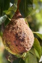 Pear Fruit Infected by Monilia fructigena. Infected fruit groving in the orchard. Royalty Free Stock Photo