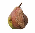 Pear Fruit Infected by Monilia fructigena.