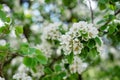 Pear fruit tree blossom in spring. Floral texture. Soft selective focus Royalty Free Stock Photo