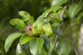 Pear fruit tree branch affected by the disease Royalty Free Stock Photo