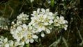 Pear tree flower blossom growing or bloom bud branch orchards garden spring trees Pyrus common European leaves leaf close-up Royalty Free Stock Photo