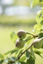 Pear fruit tree in a private garden Royalty Free Stock Photo