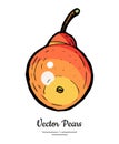 Pear fruit vector isolate. Yellow red whole pear. Fruit hand drawn illustration food vegetarian sweet icon logo sketch