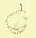 Pear Fruit - Vintage Illustration