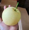 Pear, fruit, yellow, white flesh, sweet, crisp