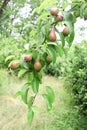 Pear fruits