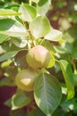 Pear fruits hanging on a tree branch in green leaves Royalty Free Stock Photo