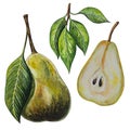 Pear fruits. Realistic botanical watercolor illustration with tree branch leaves. Ripe juicy isolated hand painted.