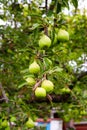 Pear fruits on the tree in the fruit garden. Royalty Free Stock Photo