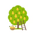 Pear fruits tree. Orchard garden harvest. Ladder and basket. Vector agriculture.