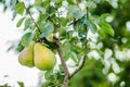 Mature fruits pears Royalty Free Stock Photo