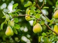 Mature fruits pears Royalty Free Stock Photo