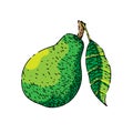 pear green sketch hand drawn vector Royalty Free Stock Photo
