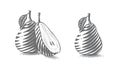 Pear Hand drawing sketch engraving illustration style Royalty Free Stock Photo