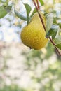 Pear hanging from a tree