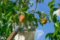 Pear harvesting with fruit picking device from high tree. concept of harvest and fruit collection with fruit trees