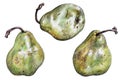 Pear illustration natural