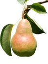 Pear isolated