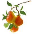 Pear isolated. Three ripe red yellow pear fruit on branch with green leaves isolated on a white background